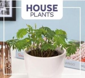 Buzzy® House Plants Mimosa pudica, Kruidje roer me niet