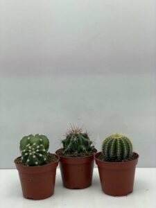 Cactus- Cactus bollen mix 3 soorten- marmeren pot- Ferocactus Stainesii- Notocactus Leninghausii- Echinopsis Multiplex