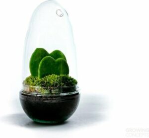 Growing Concepts DIY Duurzaam Ecosysteem Egg Medium - Planten - Hoya Kerrii - H25xØ12cm