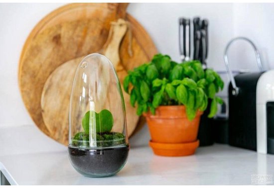 Hoya Kerrii kopen: hoe te kweken en te verzorgen voor liefdesplant