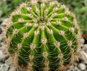 Paaslelie Cactus
