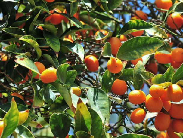 Kumquat bomen, planten gids: hoe groeien en te verzorgen voor Kumquat-bomen
