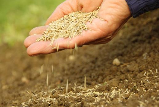 Hoe gazons en gras zaaien?