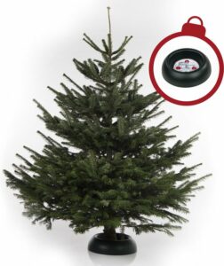 Echte Nordmann Kerstboom - 160-175 cm