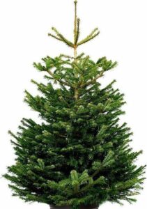 Echte kerstboom - Nordmann Excellent - 150-175 cm