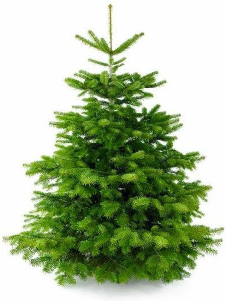 De Nordmann spar – de meest populaire kerstboom kopen