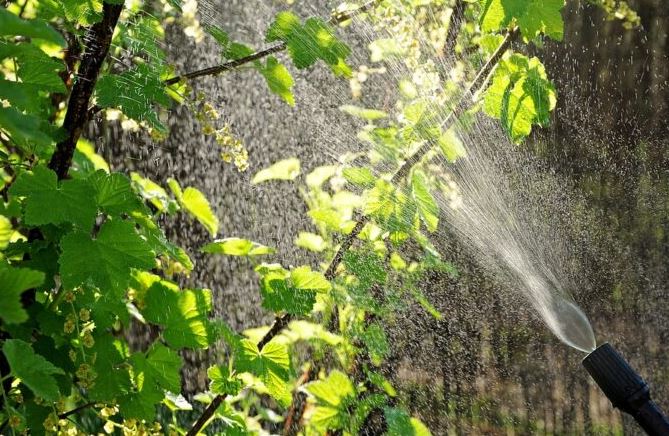 Beste natuurlijke onkruidverdelgers (zonder glyfosaat) in 2023