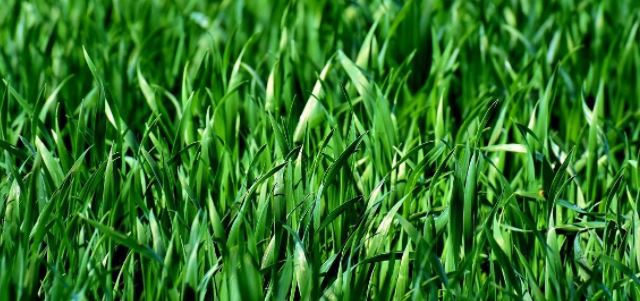 Gazon kalken (tips) | Mos & klaver gazon verzorgen met kalk