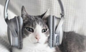 Is ultrasoon geluid gevaarlijk voor uw kat