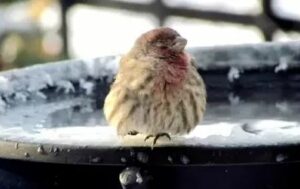 Vogelbaden ijsvrij houden in de winter