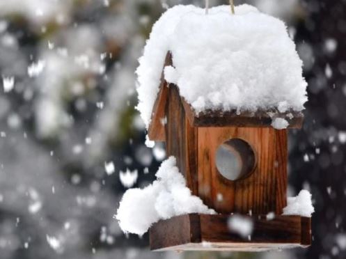 Vogelvoederhuisje kopen – Voederstation voor inheemse vogelsoorten