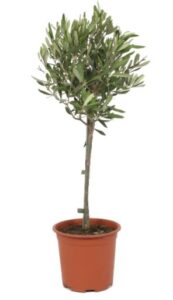 Olea Europaea - Olijf op stam - 70 cm