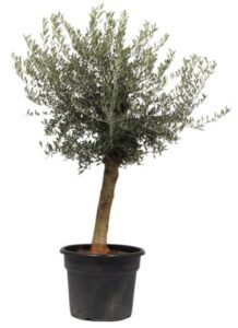 Olea Europaea - ± 180cm hoog - 45cm diameter