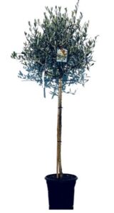 Winterharde Olijfboom op stam 160 cm
