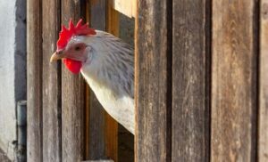 Automatisch kippenluik