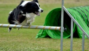 agility training hond in uw tuin