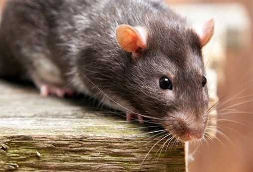 Ratten lokaas – Weg met ratten zonder veel omwegen