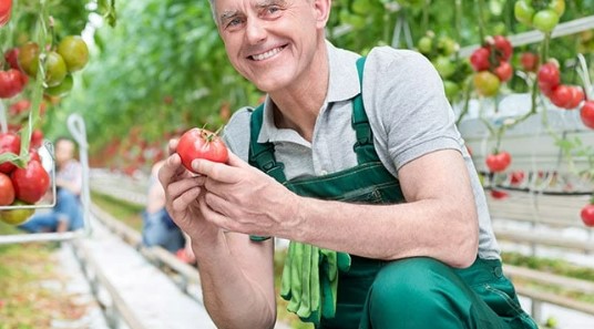 Tomaten meststof – Voor een levendige groei van tomaten