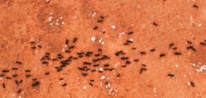 Ultrasone ongediertebestrijder tegen mierensporen in de woning