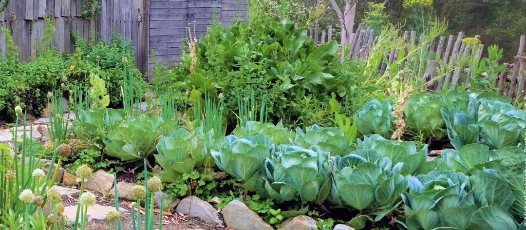 Een moestuin aanleggen op de juiste manier: Van planning tot oogst