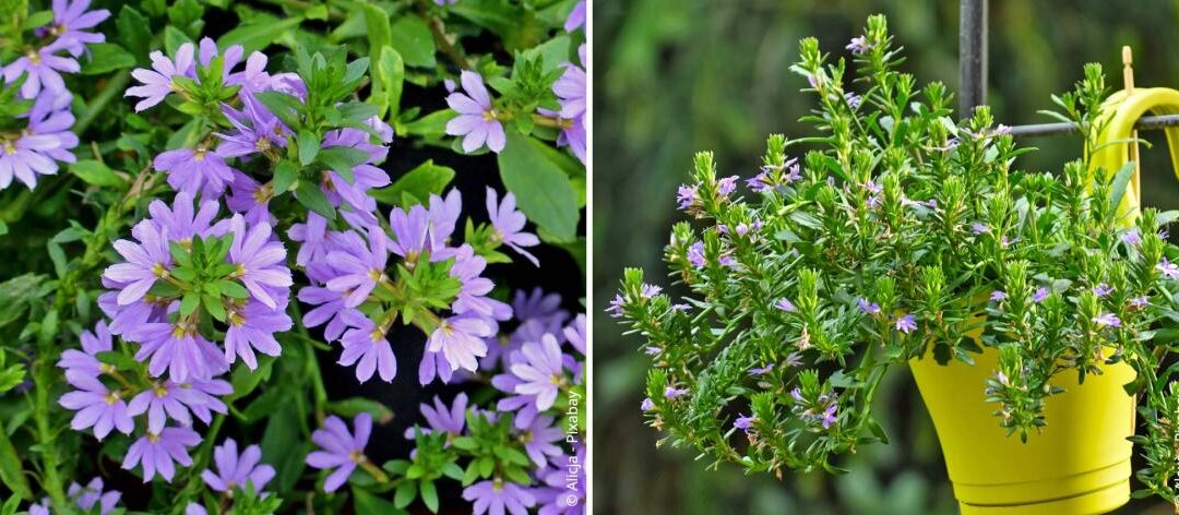 Blauwe waaierplant planten, verzorgen en overwinteren