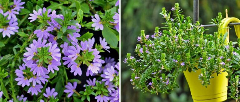 Blauwe waaierplant planten, verzorgen en overwinteren