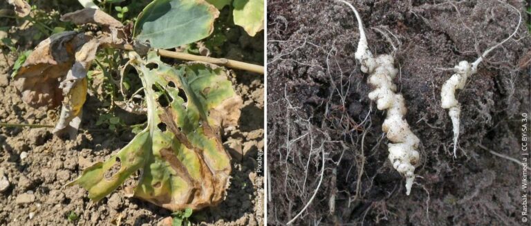 Opsporen, bestrijden en voorkomen van koolhernia