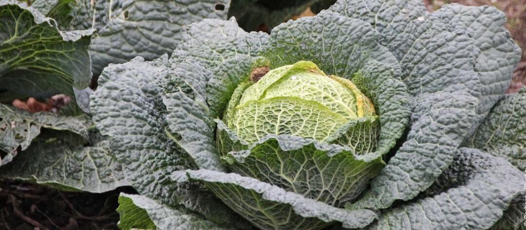 Tips: Hoe fruit en groenten langer te bewaren