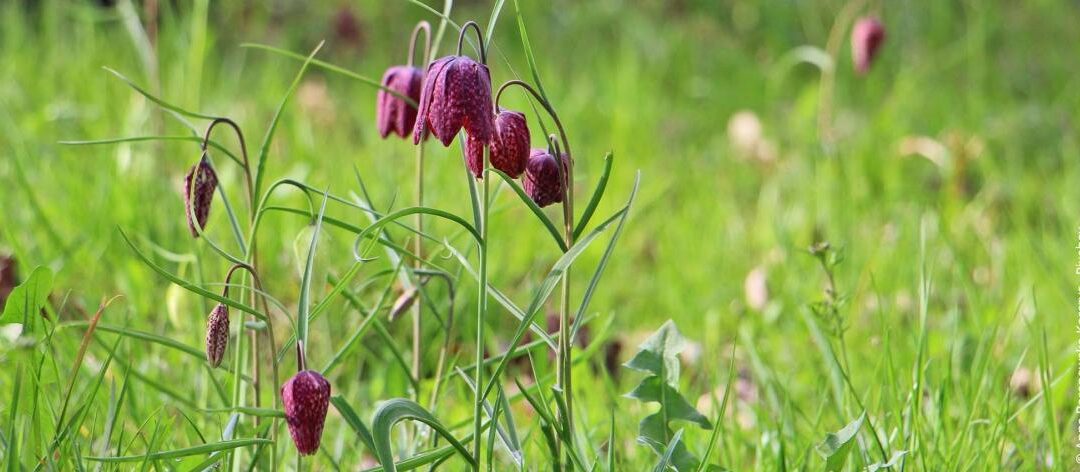 Planten, verzorgen en vermeerderen van dambordbloemen