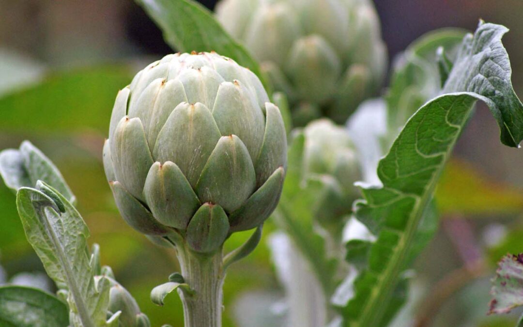 Artisjokken planten: Zaaien, verzorgen en oogsten