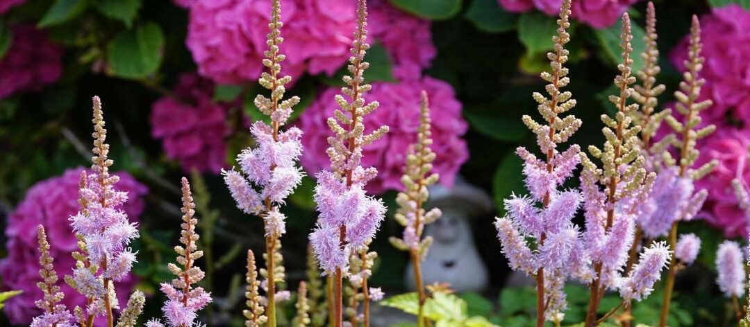 Planten, verzorgen en overwinteren van madeliefje / astilbe