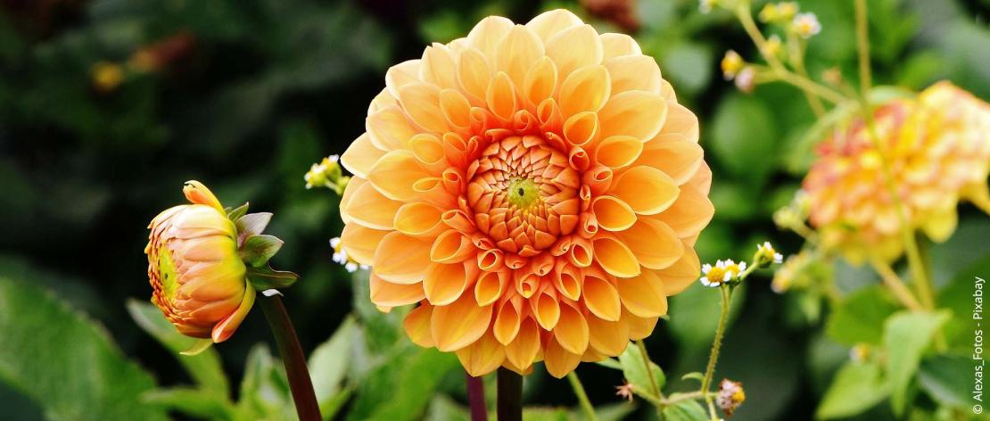 Dahlia's