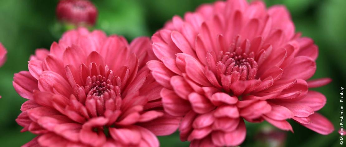 Chrysanten