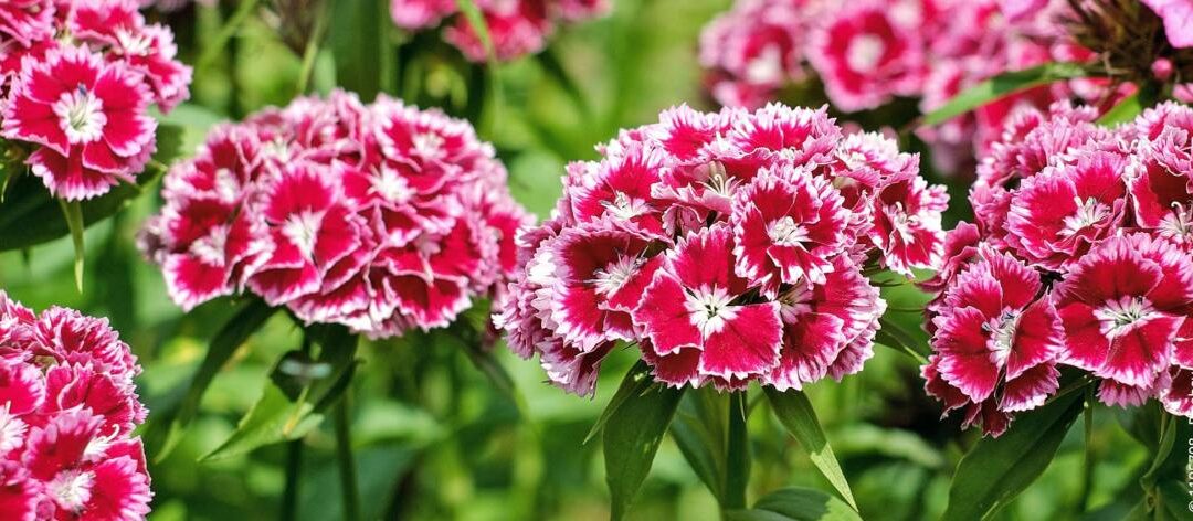13 prachtige tuinsnijbloemen voor kleurrijke boeketten
