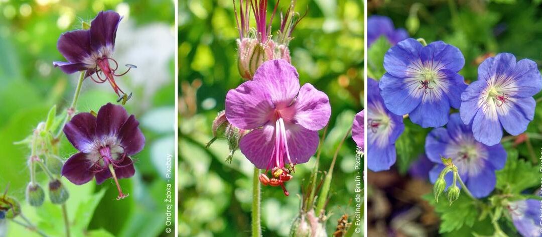 Kraanvogel: Planten, verzorgen en vermeerderen van geranium