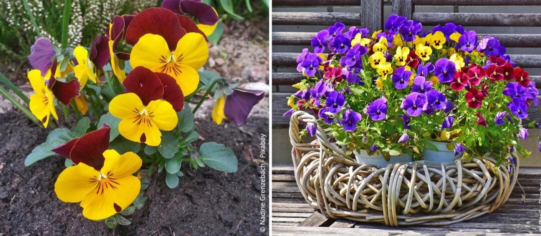 Correct zaaien, planten, vermeerderen en verzorgen van viooltjes