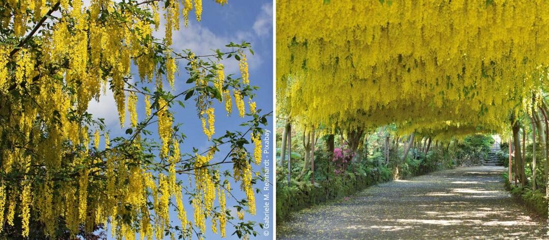 Planten van de goudenregen: standplaats, verzorging en ziekten