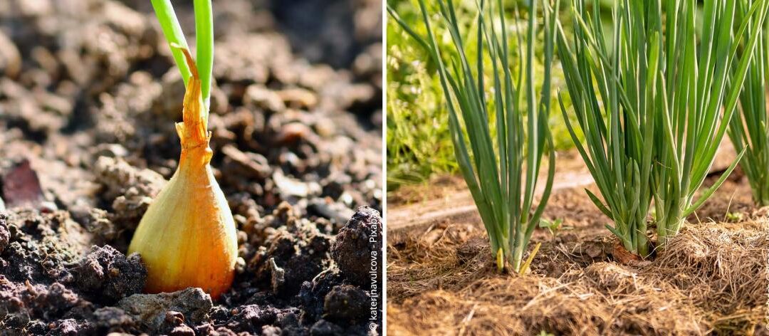 Uien: tips voor teelt, verzorging, oogst en ziekten