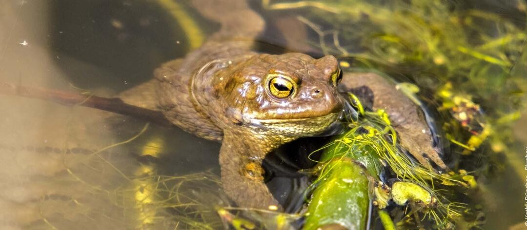 Padden vestigen als nuttige insecten in de tuin