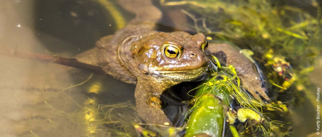 Padden vestigen als nuttige insecten in de tuin