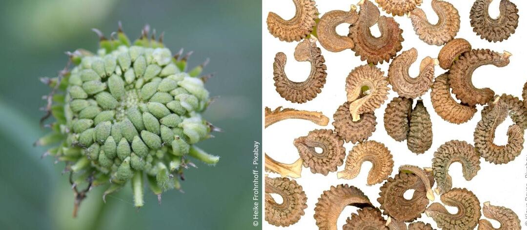 Goudsbloemen planten: plaats, verzorging en gebruik