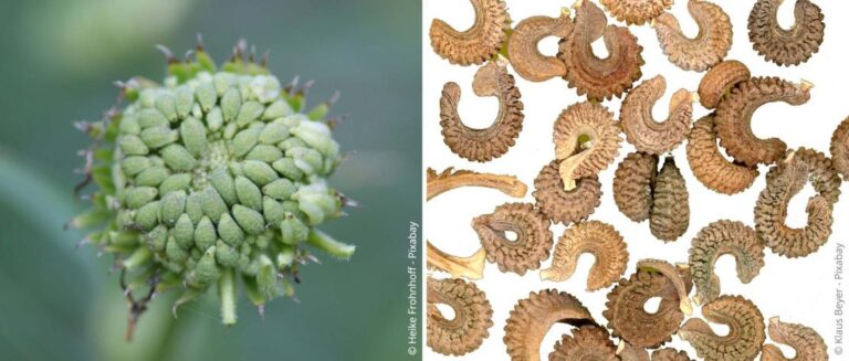 Goudsbloemen planten: plaats, verzorging en gebruik