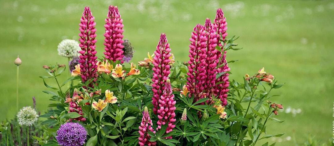 Milieubescherming in de tuin: tips voor maatregelen en gedrag