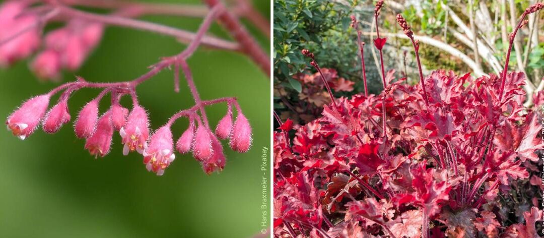 Paarsbekken planten, verzorgen en vermeerderen
