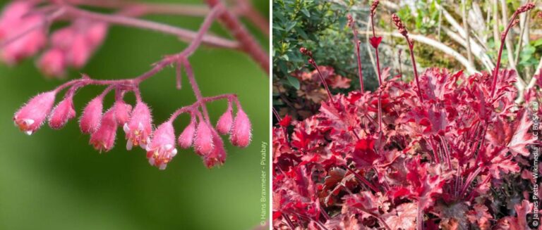 Paarsbekken planten, verzorgen en vermeerderen