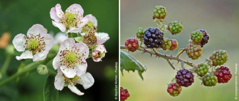 Correct planten en verzorgen van bramen