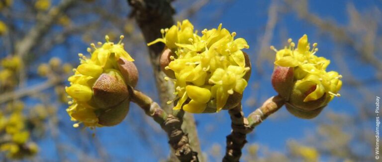 Het planten, verzorgen en terugsnoeien van kornoeljes