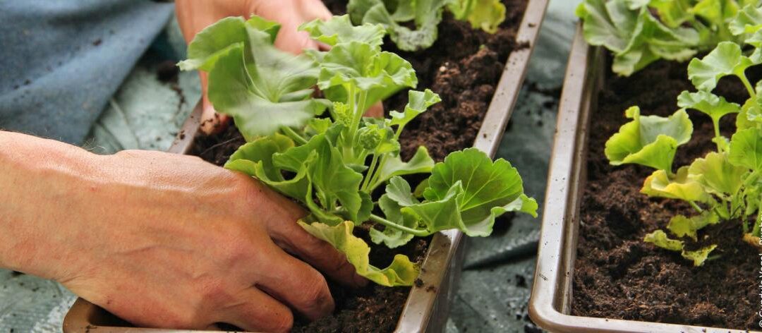 Pelargonium Geraniums overwinteren: Locatie en verzorging