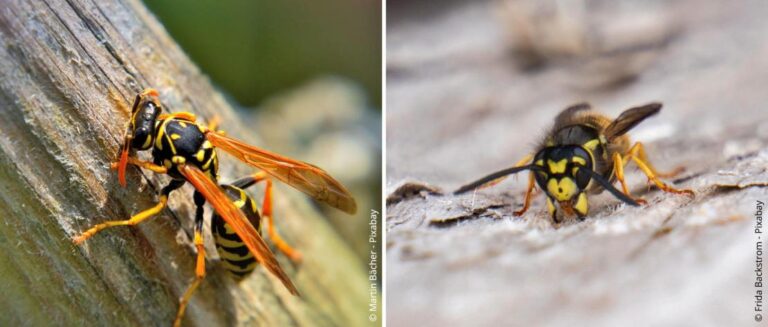 Wespen in de tuin: bestrijden of verplaatsen?