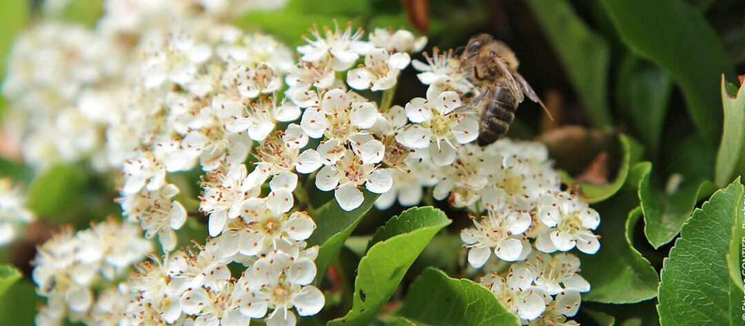 Vuurdoorn planten, verzorgen en terugsnoeien